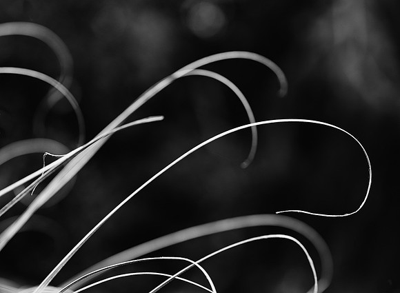 Cactus Hook Threads #2