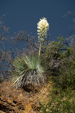 Yucca in bloom, Sequoia NP