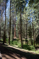 Giant Forest Grove, Sequoia NP, CA
