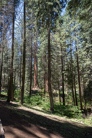 Giant Forest Grove, Sequoia NP, CA