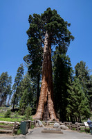 Sentinel Tree, Giant Forest Grove