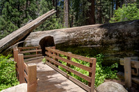 Accessible route through tree tunnel to General Sherman tree,  Sequoia NP