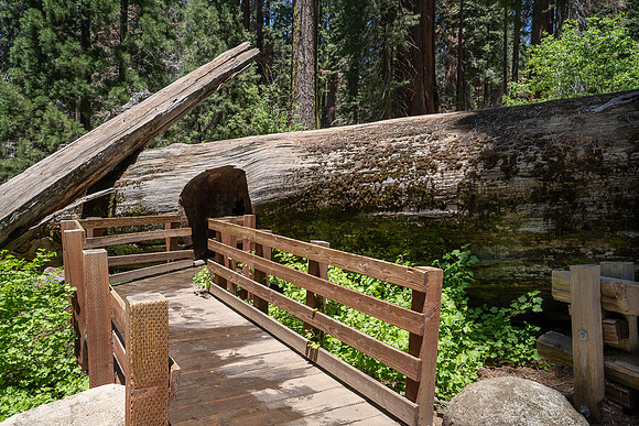 Accessible route through tree tunnel to General Sherman tree,  Sequoia NP