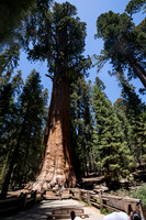 General Sherman Giant Sequoia tree, Sequoia NP