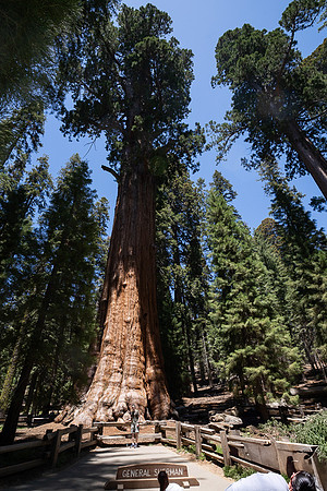 General Sherman Giant Sequoia tree, Sequoia NP