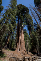 General Sherman Grove, Sequoia NP