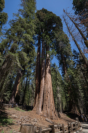 General Sherman Grove, Sequoia NP