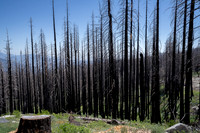 Burn area, Sequoia NP