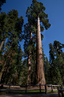 Giant Sequoia, Grant Grovem Sequoia NP