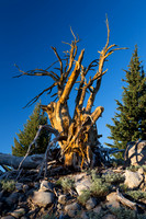 Snag in Lassen - 02