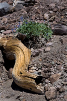 lupine on Lassen - 02