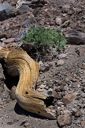 lupine on Lassen - 02