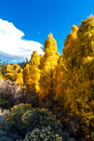 Eastern Sierra Fall Aspens - 1