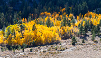 Eastern Sierra Fall Aspens - 3