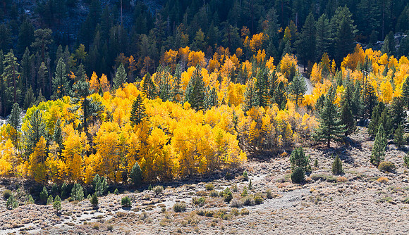 Eastern Sierra Fall Aspens - 3