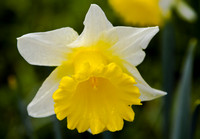 Two-coloured Daffodil