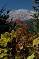 Mt. St. Helens from the East side