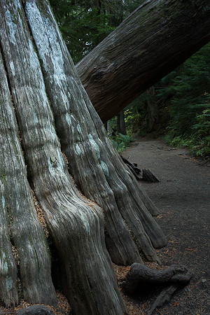 Western Cedar Tree Trunk