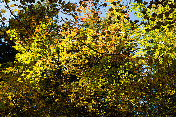 Fall Color at in the Grove of the Patriarchs