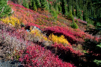 Fall Color at Mt. Rainier
