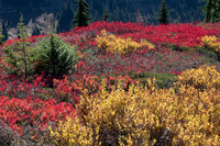 Fall Color on hillside #3