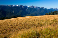 Grass & mountians at Hurricane ridge