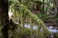Sol Duc Moss