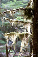Moss on tree in backlight