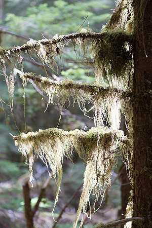 Moss on tree in backlight