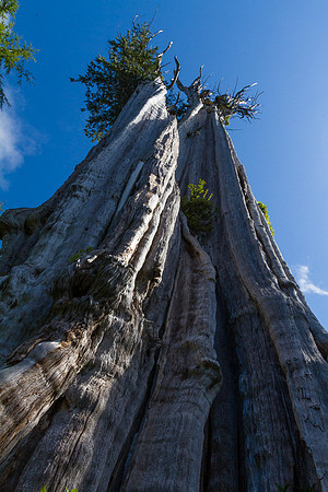 Cedar Tall