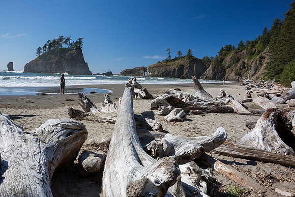 Second Beach Driftwood, Olympic NP, WA