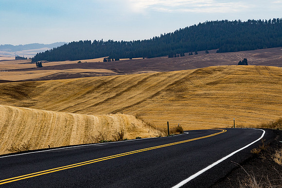Palouse Wheatfiled #2