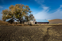 Spreading tree over abandoned farm