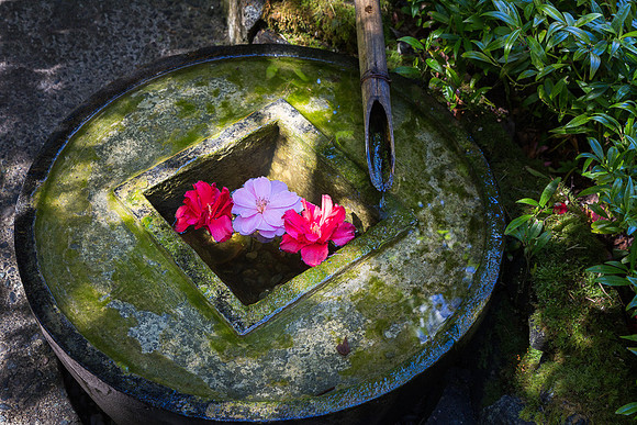 Garden Tranquility