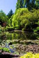 Lilies in Butchart Pond