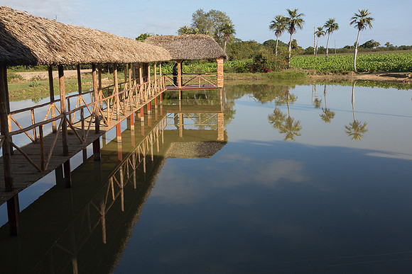 Dock in pond