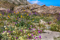Anza-Borrego wildflower bloom 2019