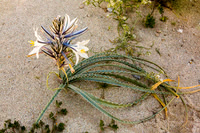 Desert Lilly,  Anza-Borrego SP, CA