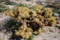 Gander's Cholla, Anza-Borrego SP, CA