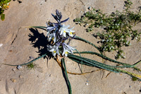 Desert Lilly,  Anza-Borrego SP, CA