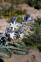 Desert Lilly,  Anza-Borrego SP, CA #2