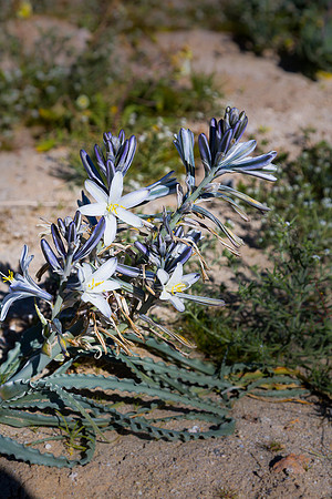 Desert Lilly,  Anza-Borrego SP, CA #2