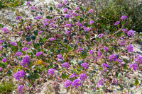 Desert sand verbena,  Anza-Borrego SP, CA