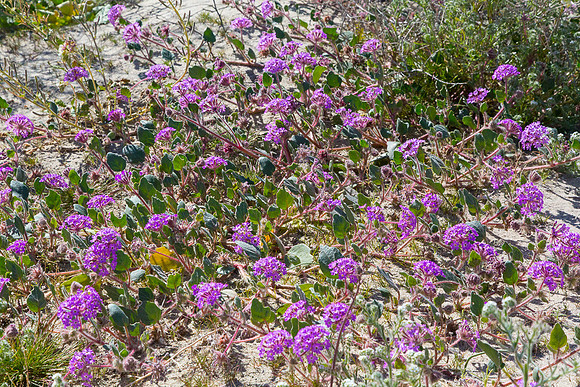Desert sand verbena,  Anza-Borrego SP, CA