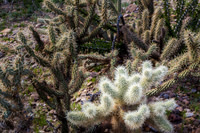 Teddy Bear Cholla Cactus,  Anza-Borrego SP, CA