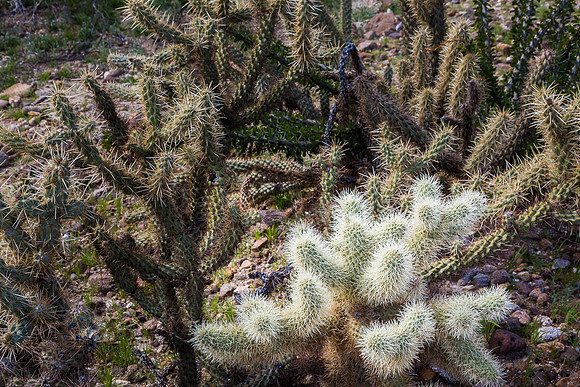 Teddy Bear Cholla Cactus,  Anza-Borrego SP, CA
