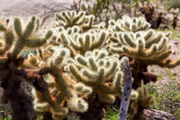 Teddy Bear Cholla Cactus,  Anza-Borrego SP, CA #2