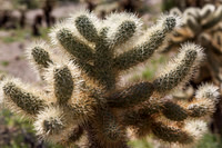 Teddy Bear Cholla Cactus,  Anza-Borrego SP, CA #3