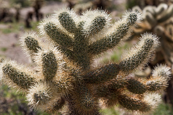 Teddy Bear Cholla Cactus,  Anza-Borrego SP, CA #3