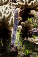 Teddy Bear Cholla Cactus,  Anza-Borrego SP, CA #4